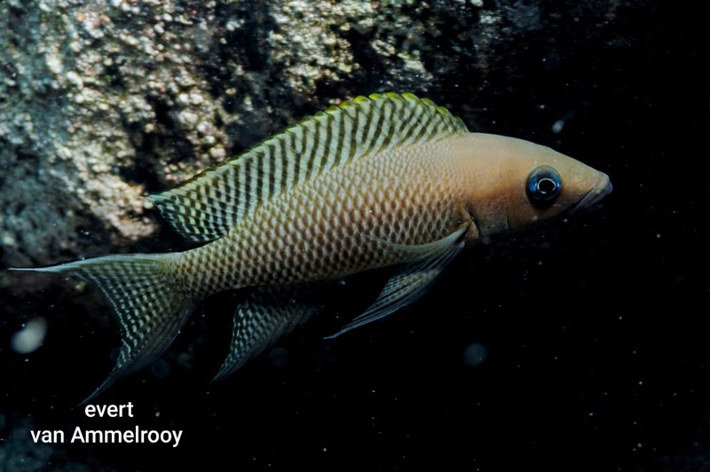 Neolamprologus chitamwebwai 'Jakobsen's Beach'